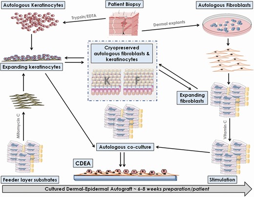 Graphical schematization of cultured dermal–epidermal autograft (CDEA) GMP manufacture. A full-thickness biopsy of healthy skin is harvested from the patient and submitted to thermolysin treatment (1 hour at 4°C in 0.05% thermolysin) before parallel enzymatic (trypsin–EDTA) and mechanical dissociation (trituration and explant method). Patient fibroblasts are culture expanded and may also be cryopreserved or cocultured for CDEA preparation, with an intermediary stimulation using vitamin C (100 µl of 20 mM solution, for stimulation of collagen production) in the second case. Coculture of both patient cell types results in rapid formation (~7 days) of stratified cell sheets to be harvested for CDEA preparation. Culture vessels are opened or thermally cut to extract the cell sheets. The different manufacturing steps result in a production delay of about 7 weeks for a given patient before the autografts are available for therapeutic use.