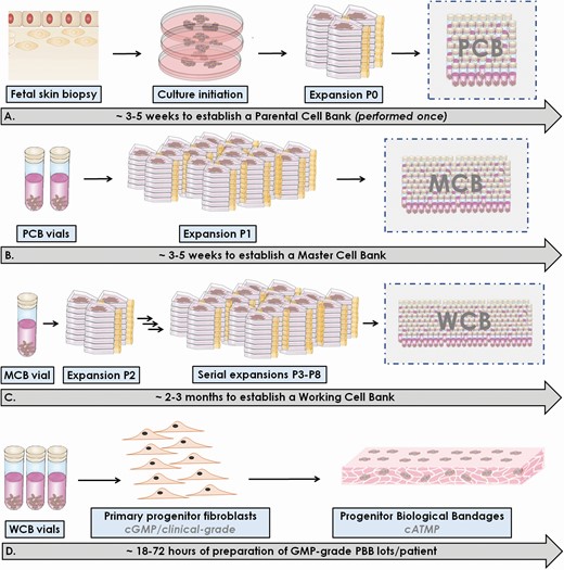 Graphical schematization of progenitor cell type isolation, tiered cell banking, and Progenitor Biological Bandage (PBB) GMP manufacture. (A) A small (<2 cm2) fetal skin biopsy is processed using an explant method to establish a primary progenitor cell type (dermal fibroblasts). Cells are culture expanded and cryopreserved to constitute a Parental Cell Bank (PCB). This procedure is carried out only once, as the tiered banking system requires only one organ donation. (B) Using materials from the PCB, a culture expansion is conducted to establish a cryopreserved Master Cell Bank (MCB). (C) Using materials from the MCB, serial culture expansions are conducted to establish cryopreserved Working Cell Banks (WCBs). (D) Vials from the WCBs are initiated and cells are seeded on equine collagen scaffolds to form Progenitor Biological Bandages (PBBs).