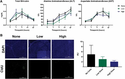 Liver injury and proliferation. Total bilirubin, alanine aminotransferase (ALT), and aspartate aminotransferase (AST) (A). A significant effect of time was observed for the total bilirubin (A) (P < 0.0001), ALT (P < 0.0001), and AST (P < 0.0001). Detection of CldU in liver sections via immunohistochemistry (B) revealed a slight reduction of proliferation in hepatocytes due to ASCs, which was not significant upon quantification. Data points are represented as the mean ± SEM.