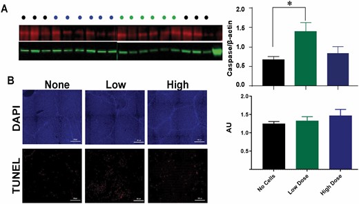 Apoptosis in the liver. Caspase-3 levels in liver lysates via Western blot (A) and TUNEL staining in liver sections via immunohistochemistry (B) were quantified for each treatment group detected at 24 h postburn. Data points for A and B are represented as the mean ± SEM. * Low dose significantly higher than no dose (P < 0.05).