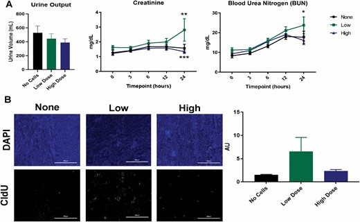 Kidney injury and proliferation. Measurement of total urine volume, creatinine, and blood urea nitrogen (BUN) levels (A). Low ASC doses led to increases in circulating renal function biomarkers (*P < 0.05, **P < 0.01, ***P < 0.001). Detection of CldU in kidney sections via immunohistochemistry and the mean CldU in kidney sections (B) for each treatment group (n=6 per group) were conducted at 24 h postburn. Data points are presented as mean ± SEM for (A) and (B).